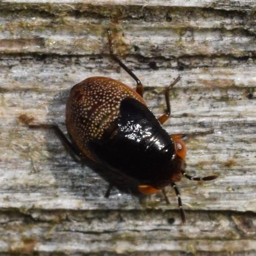Geocoris sp.